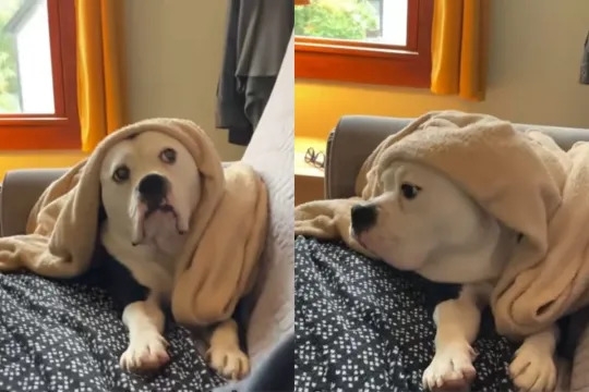 Video: Dog's Seating Choice Proves Who the Favorite Parent Is