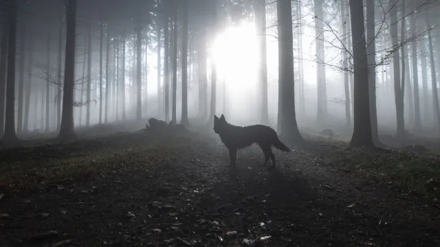Dire Wolf Revived After Going Extinct 12,000 Years Ago, Biotech Company Claims