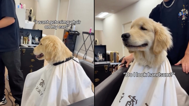 Video: Puppy's First Haircut Is a ‘Great Success' & Here's How It Went