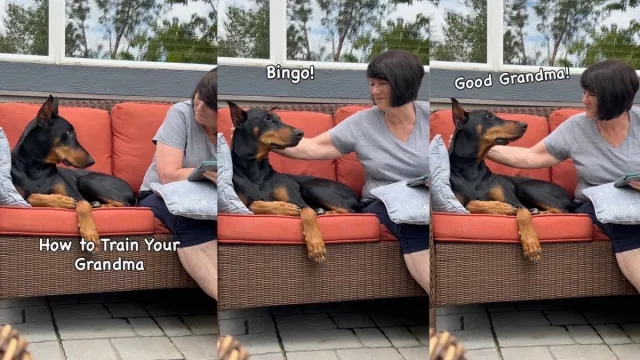 Video: Doberman Trains Grandma How to Give Proper Scratches