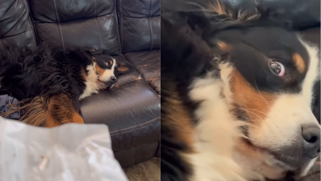Video: Dog Answers ‘Who Ate the Butter?' Just With His Eyes