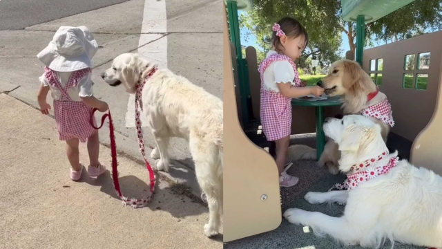 Video: Golden Retrievers & a Toddler Entertain Each Other During Their Walk