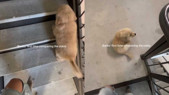 Video: Golden Retriever Puppy's First Time Climbing Stairs Is a Huge Success
