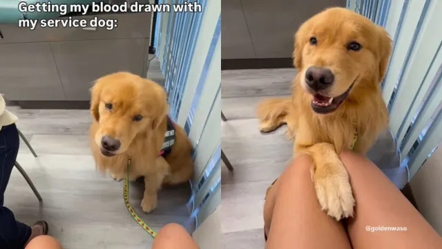 Video: Service Dog Goes Through All Emotions When Owner Takes Blood Test