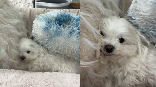 Video: Maltese Becomes One With Cozy Pillow