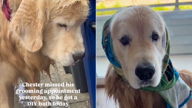 Video: Dog Misses Grooming Appointment & Ends up Getting ‘DIY Bath'