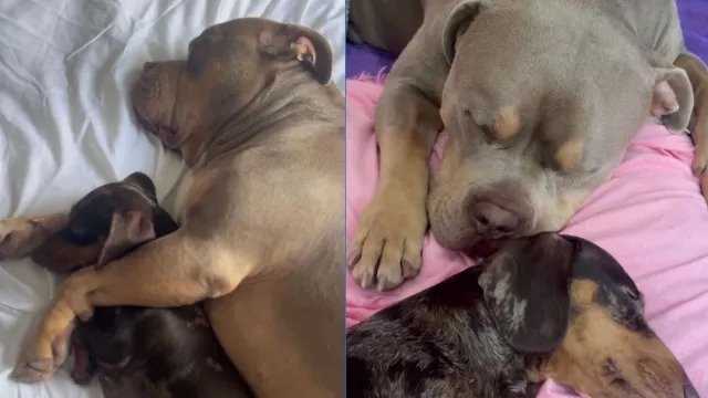 Video: American Bully Remains by Dog's Side During & After Pregnancy