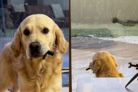 Video of Dog Pulling Unexpected Move With Dental Stick Goes Viral