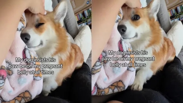 Video: Corgi Insists His Paw Always Be on Mom's Baby Bump