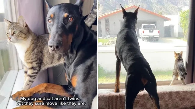 Video: Dog & Cat Are So in Sync They Might Trick You Into Thinking They're Twins