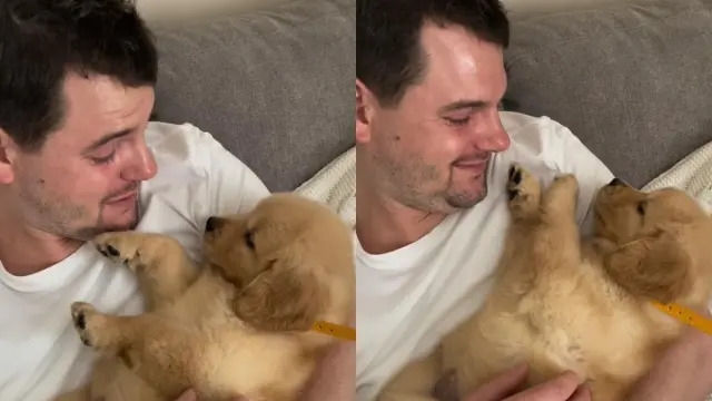 Video: Golden Retriever Puppy's Squeaky Little Hiccups Steal Hearts