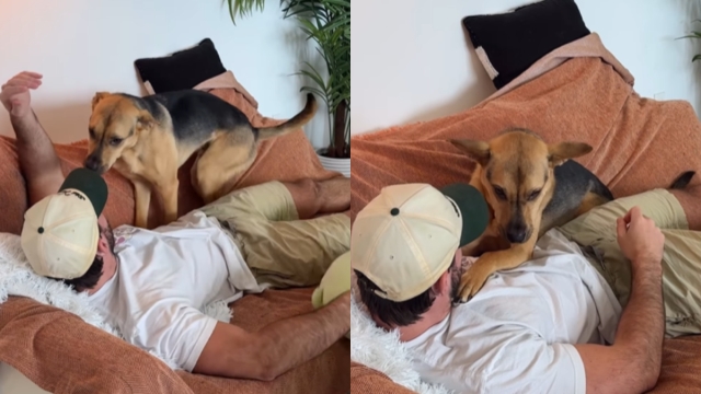 Video Captures the First Day Rescue Dog Felt Safe Around His Owner
