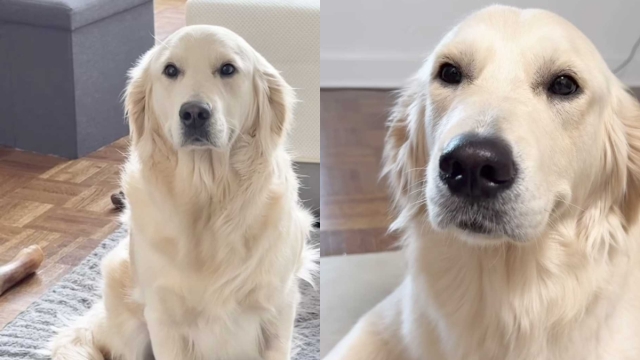 Video: Golden Retriever Lets Out a Suspicious Smile as a Sign of Mischief