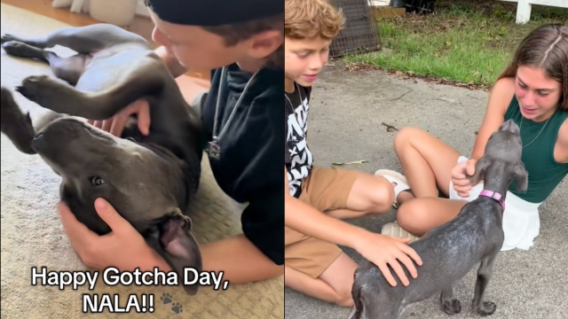 Video: Mom Celebrates Foster Pitbull's Adoption Anniversary After Story Goes Viral