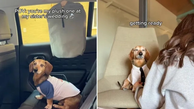 Video: Dog Proves He's the Perfect ‘Plus One' To a Wedding