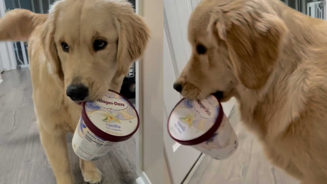 Video: Golden Retriever Plays Fetch With Mom but the Rules Have Changed a Little