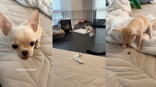 Dog Wants To Show Owner How He Eats Kibble in Adorable Video