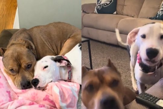 Video of Rescue Dog Settling in Forever Home With a Senior Dog Is Everything