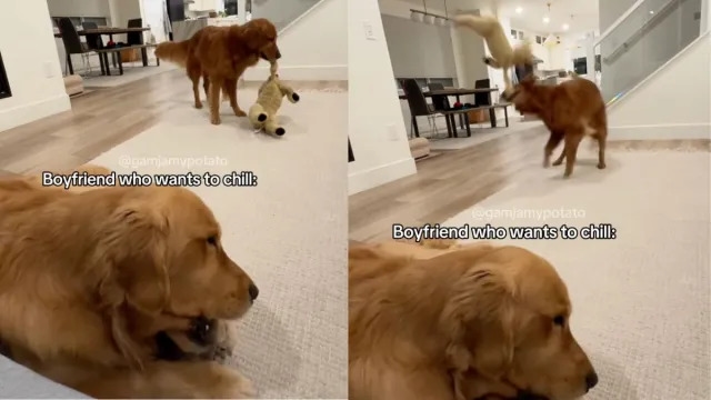 Video: Dog Wants To Chill, but Girlfriend Has Other Plans