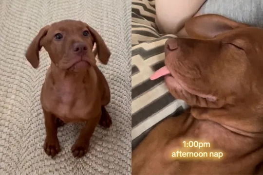 Video Captures a Day in the Life of Vizsla Puppy