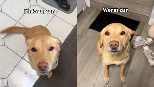 Owner Flaunts Dog's Types of Ears in Hilarious Video