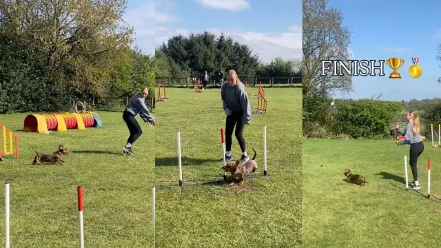 Video: Dachshund's ‘Little Legs' Are His Strength in Agility Challenge