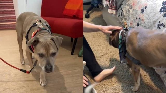 Video: Foster Mom Brings Home Two Senior Foster Dogs To Surprise Husband