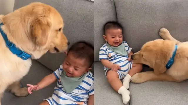 Video: Golden Retriever Makes Baby Giggle With Little Kisses