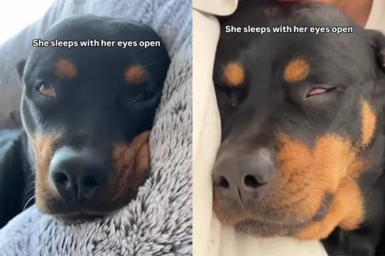 Video of Dog's Unique Sleeping Habit Goes Viral