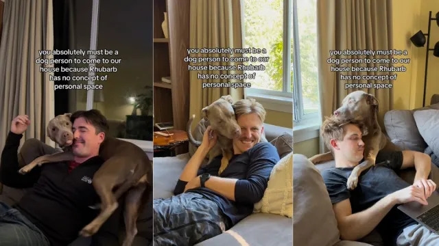 Video: Owner Shares Why One Must Be a ‘Dog Person' To Visit Their House