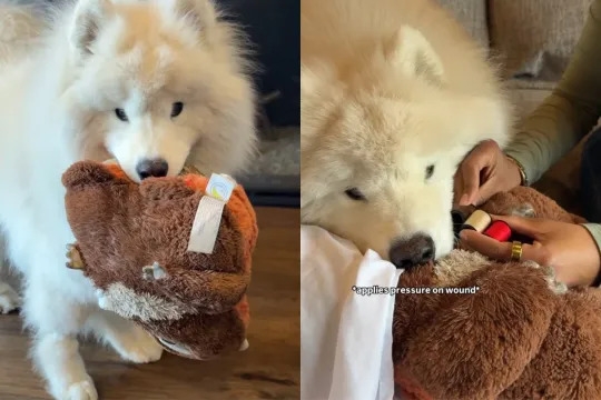 Video: Dog Helps Owner Perform Surgery on Best Stuffy Friend