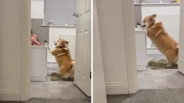 Video: Corgi Makes Toddlers Laugh Hard During Playtime