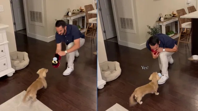 Video: Man Seeks Girlfriend's Dachshund's Approval Before Proposal