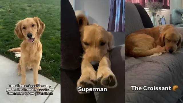 Video: Golden Retriever Puppy Has Several Unique Ways to Lie on the Couch