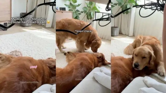 Video: Golden Retriever Reacts to His Furry Sister Having a Bad Dream