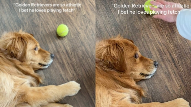 Video: Golden Retriever Discovered a New Way of Playing Fetch