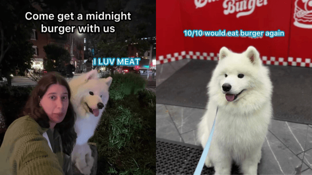 Video: Samoyed Has His 1st Burger & Instantly Falls in Love