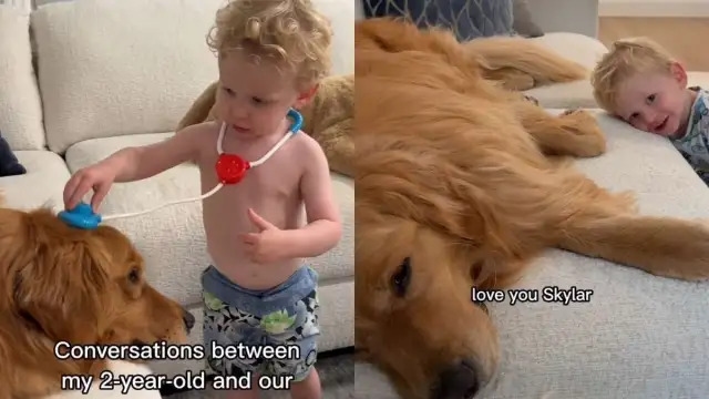 Video: Owner Captures Golden Retriever's Cute Conversations With Toddler
