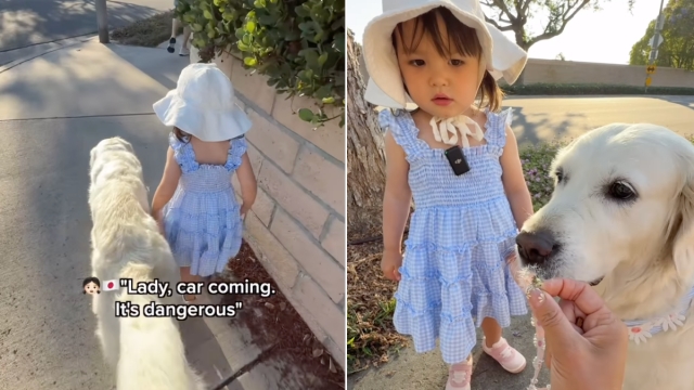 Video: Toddler Taking Golden Retriever Out for Walk Is Truly Wholesome