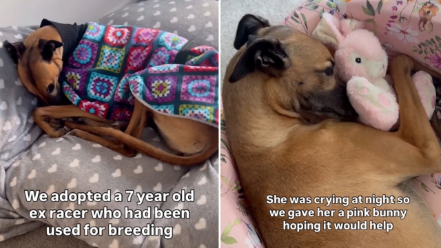 Video: Adopted Greyhound Has Not Forgotten Plushie That Made Her Feel ‘Safe' Once