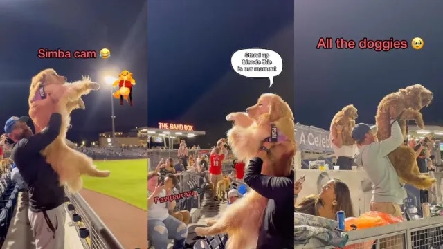 Video: Golden Retriever Has a ‘Lion King' Moment At Baseball Game