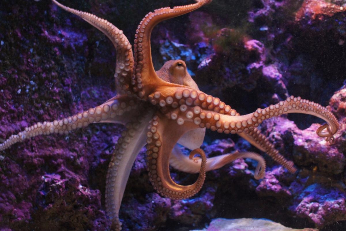 'Explosion' of octopus in British waters is cause for 'concern'