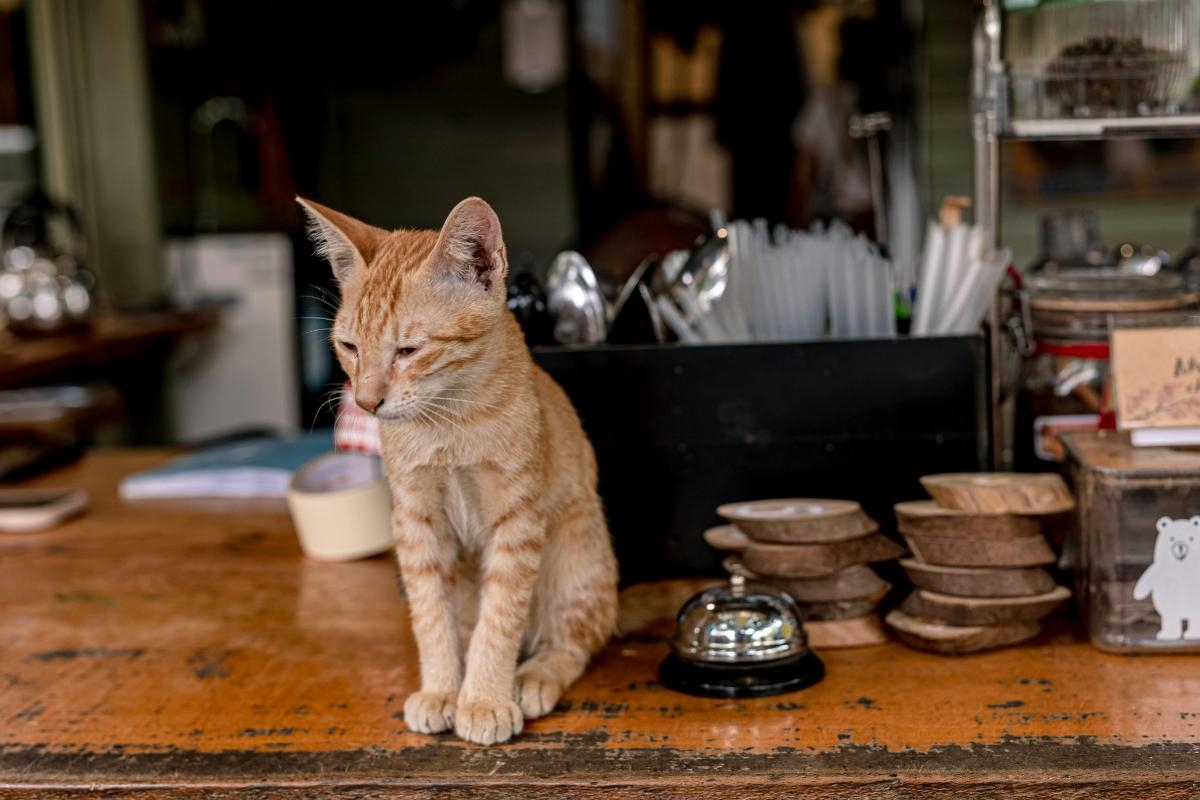 Cat café seeks trustee to support Ukrainian orphans
