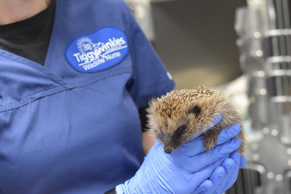Campaign launched to save hedgehogs as population declines by 75% in 20 years