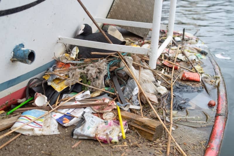 Coots are recycling our rubbish to make longer-lasting plastic nests