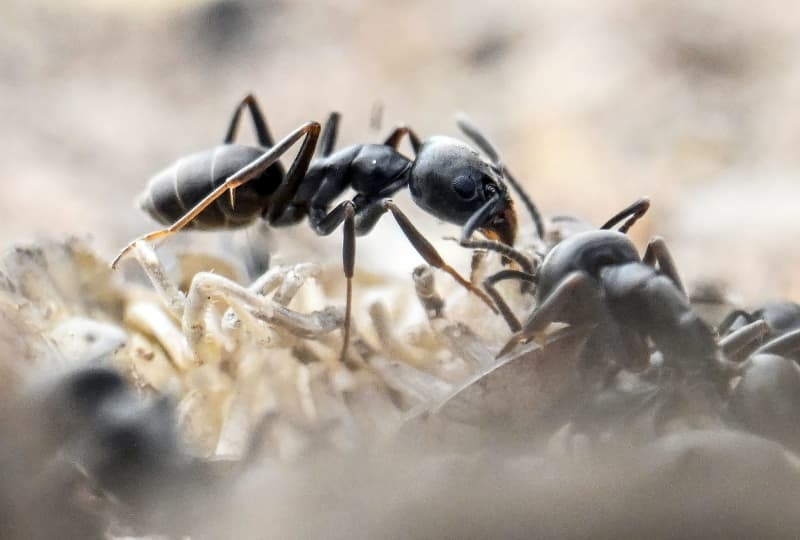 Aggressive ant species spreading north in Germany