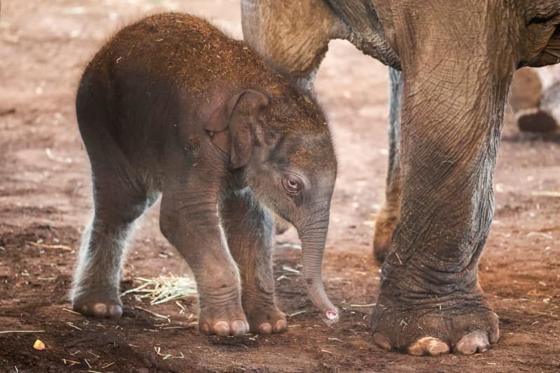 Germany's Cologne Zoo welcomes newborn elephant calf