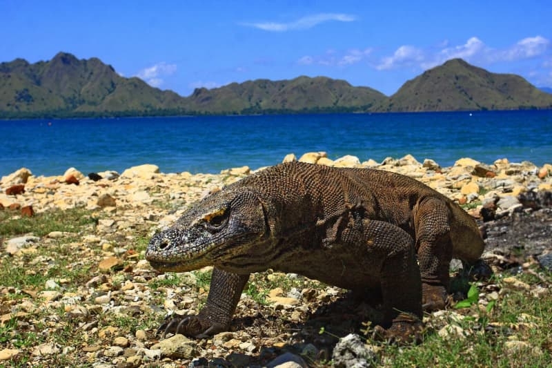 Lizard people: Singapore airline opens new route to Komodo dragons