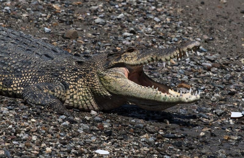 Indonesia's crocodiles are back and fishermen have scars to prove it