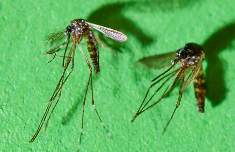 WHO issues global warning as Chikungunya virus spreads in China